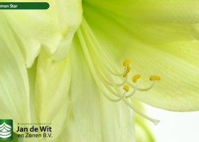 hippeastrum Lemon Star ® (4)